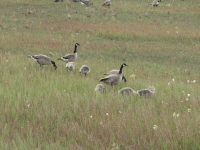 Canada Geese